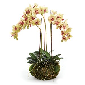 Mini Garden Drop-in Orchids