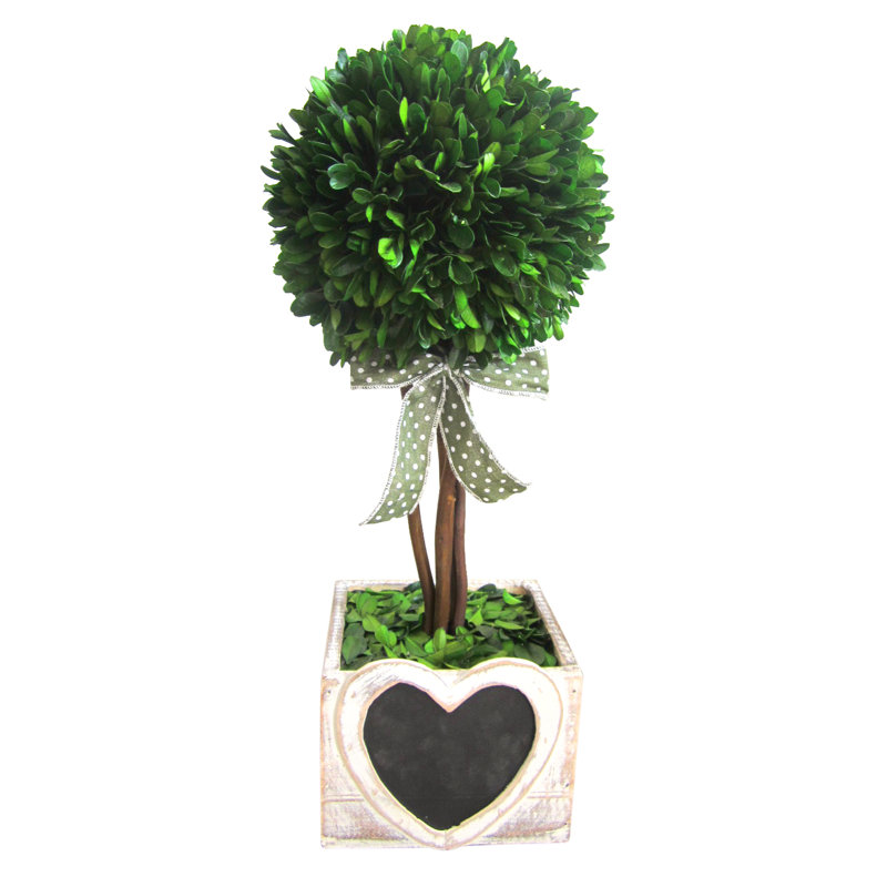 August Grove Preserved Boxwood Topiary In Decorative Vase Wayfair