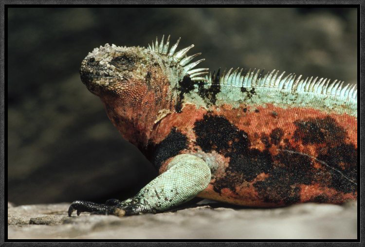 East Urban Home Marine Iguana Male In Breeding Color Galapagos