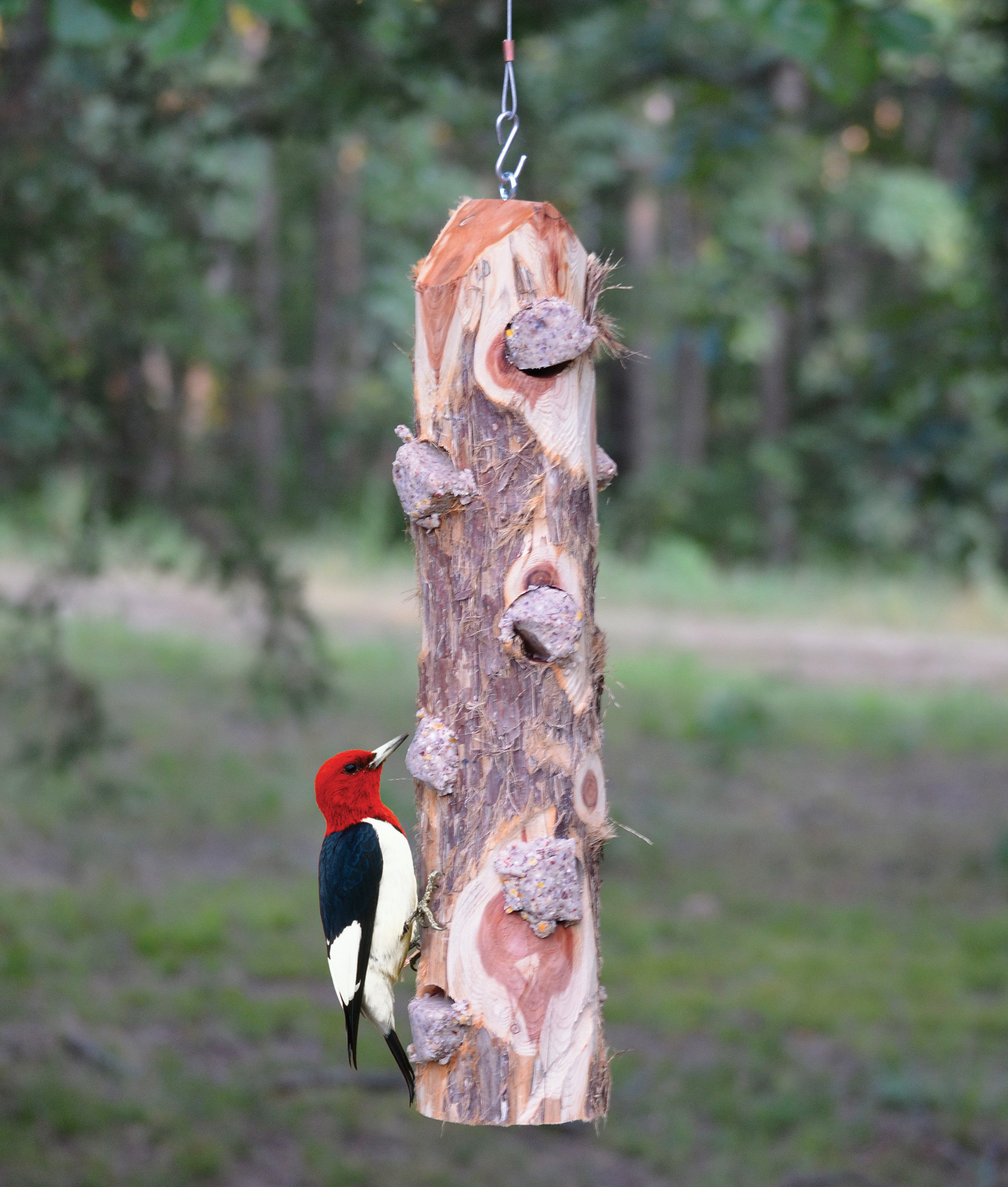 Songbird Essentials 6 Plug Suet Log Decorative Bird Feeder Wayfair