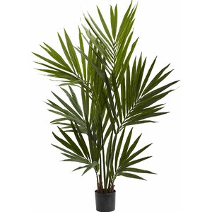 Kentia Palm Silk Tree in Pot