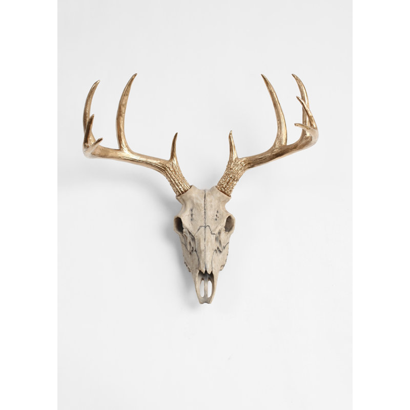 Union Rustic Natural Deer Skull With Antlers Wall Decor Wayfair