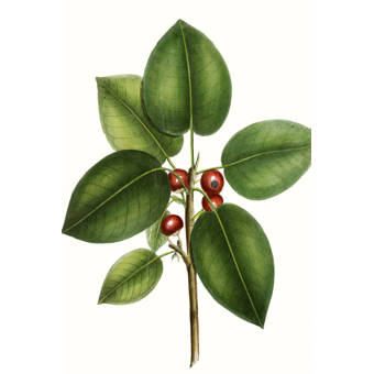 Buyenlarge Fig Tree Framed Painting Print Wayfair