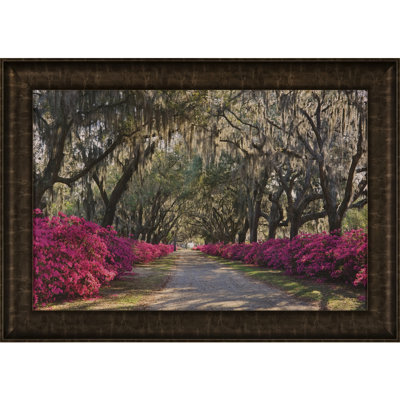 Azaleas Bonaventure Framed Photographic Print