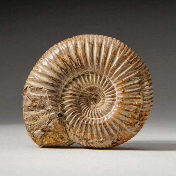 Madagascar Fossil Ammonite Specimen 1pc #ID-3073 