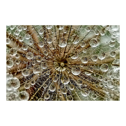 Dandelion in Autumn 1.9m x 2.88m Textured Matte Peel & Stick Wall Mural East Urban Home
