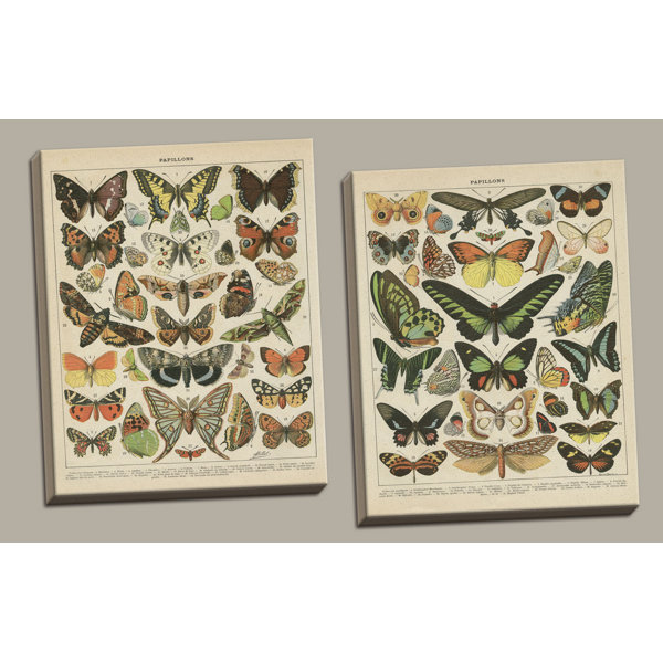 August Grove Popular Vintage French Types Of Papillons Butterflies 2 Piece Graphic Art Print Set Reviews Wayfair
