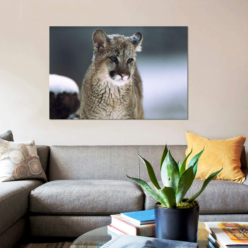 East Urban Home Mountain Lion Cub In Snow Montana Photographic