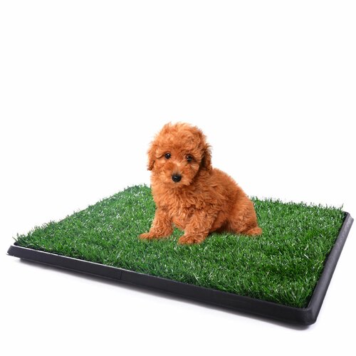 Tucker Murphy Pet Rodarte Training Pee Indoor Dog Grass Mat