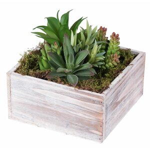 Succulent Arrangement Succulent Plant in Planter