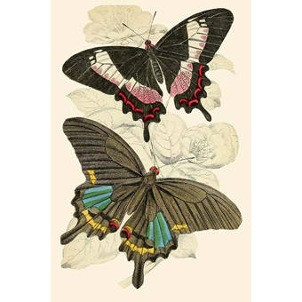 Evive Designs Butterfly Brocade Iv By Color Bakery Graphic Art On Wrapped Canvas Wayfair