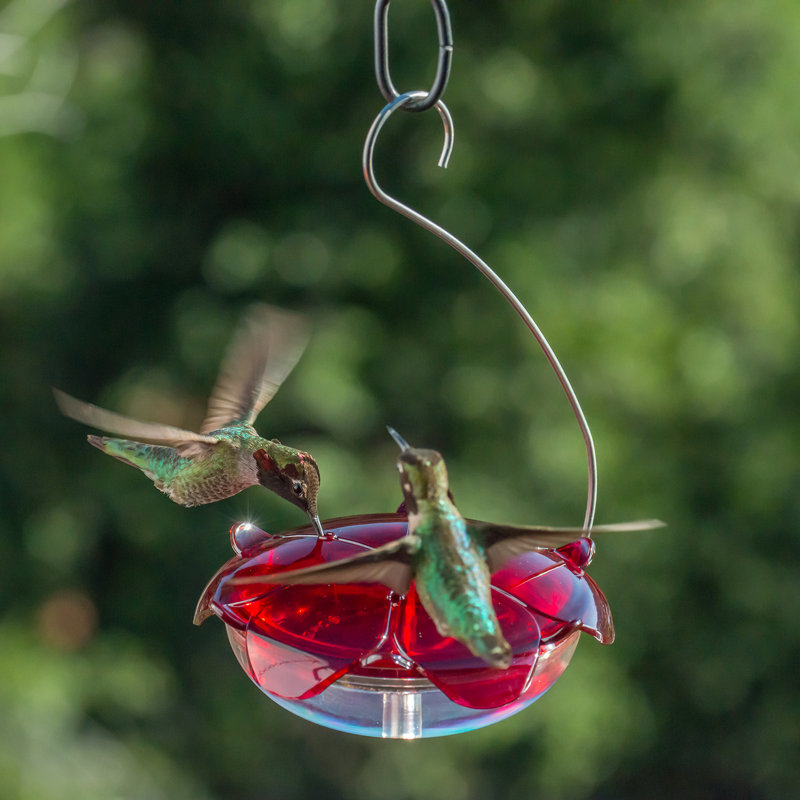 Droll Yankees Ruby Slipper Droll Yankees Inc Hummingbird Feeder