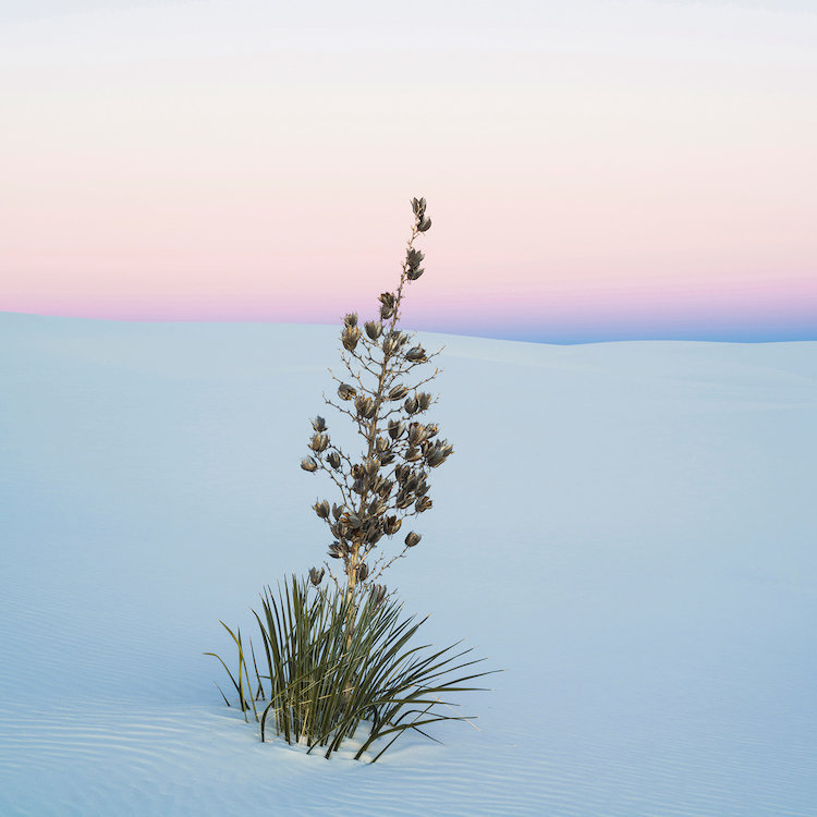 East Urban Home Soaptree Yucca Ii Sands National Monument New Mexico Usa Photographic Print On Wrapped Canvas Wayfair