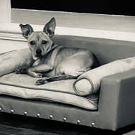 corrine dog sofa with cushion