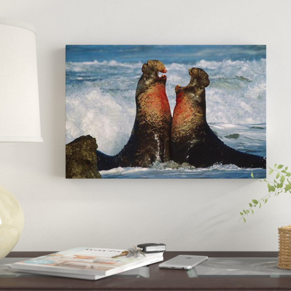 East Urban Home Northern Elephant Seal Males Fighting California Photographic Print On Canvas Wayfair