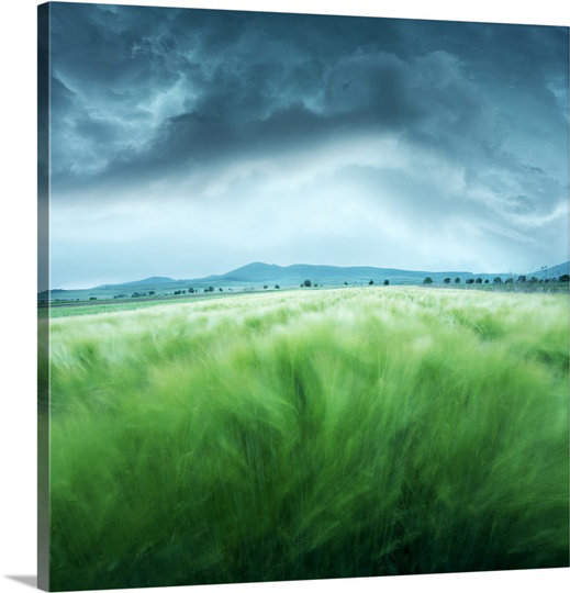 Great Big Canvas Barley Field By Floriana Barbu Photographic Print Wayfair