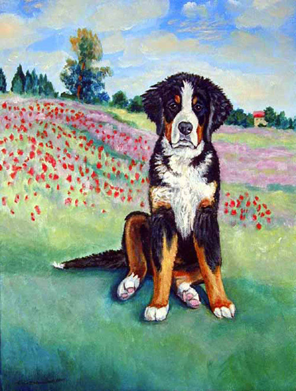 bernese mountain dog webbed feet