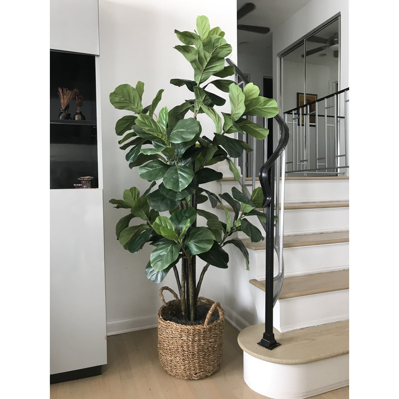 Fiddle Leaf Fig Tree with Basket ,house plant, tips to grow house plant, easy to grow plant, aesthetic, gardening, succulent, house plants guide