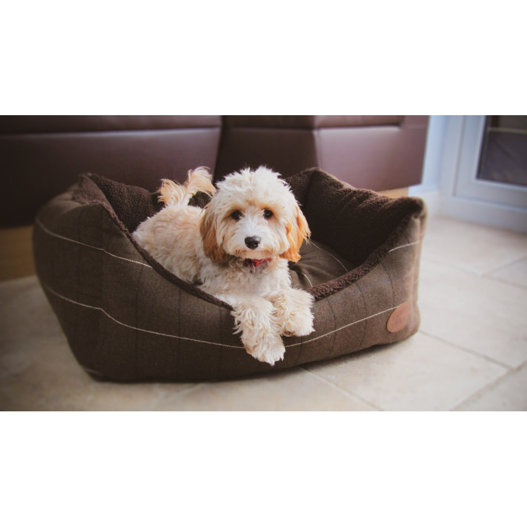 Archie & Oscar Hundebett Belanger mit Kissen
