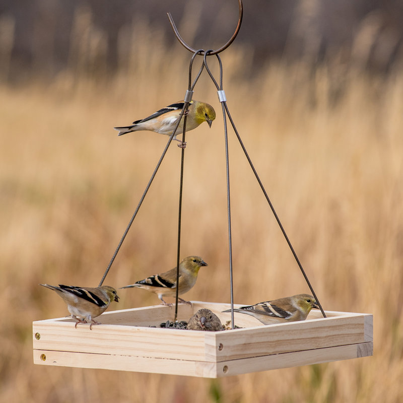 Perky Pet Hanging Tray Bird Feeder Reviews Wayfair