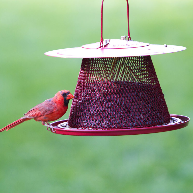 Perky Pet No No Cardinal Wild Decorative Bird Feeder Wayfair