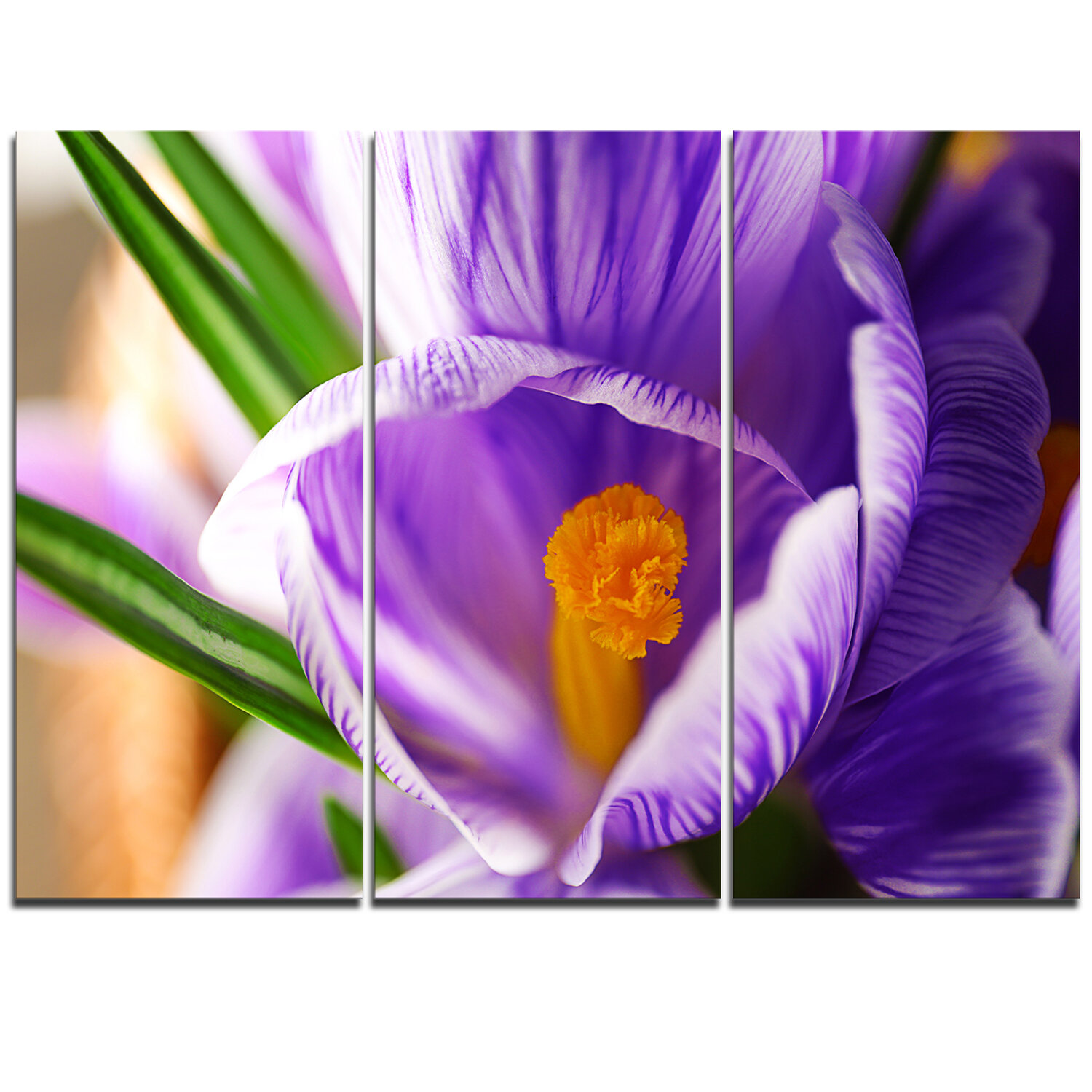 designart blooming crocus flower 3 piece graphic art on wrapped canvas set wayfair designart blooming crocus flower 3 piece graphic art on wrapped canvas set wayfair