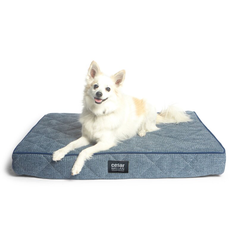 R2PPetLtd. Cesar Millan Ortho Sleeper Dog Mat | Wayfair