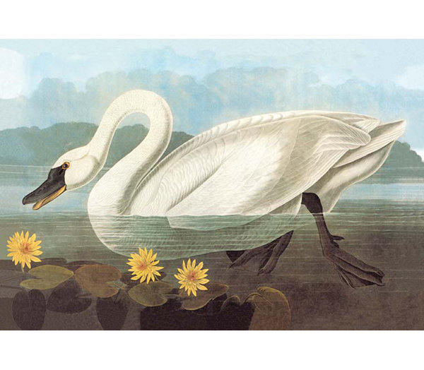 Buyenlarge Whistling Swan By John James Audubon Painting Print