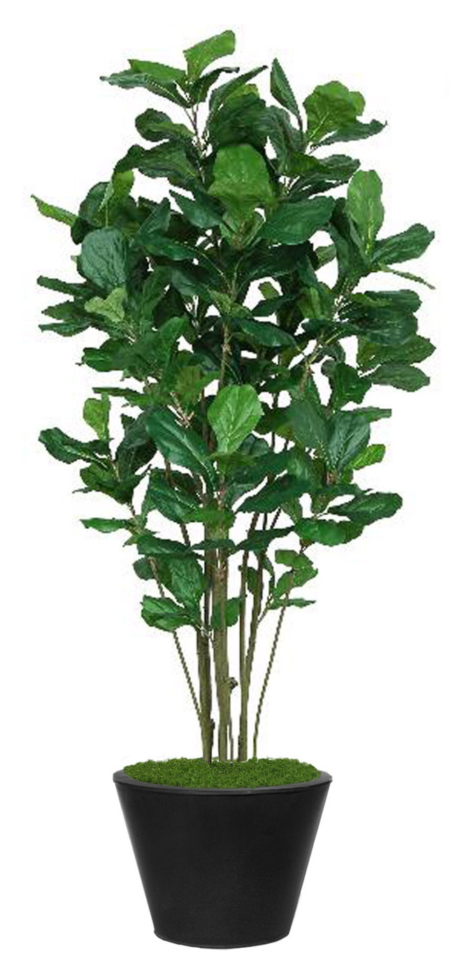 wayfair standing planter on Dalmarko Designs Fiddle Tree In Planter Wayfair