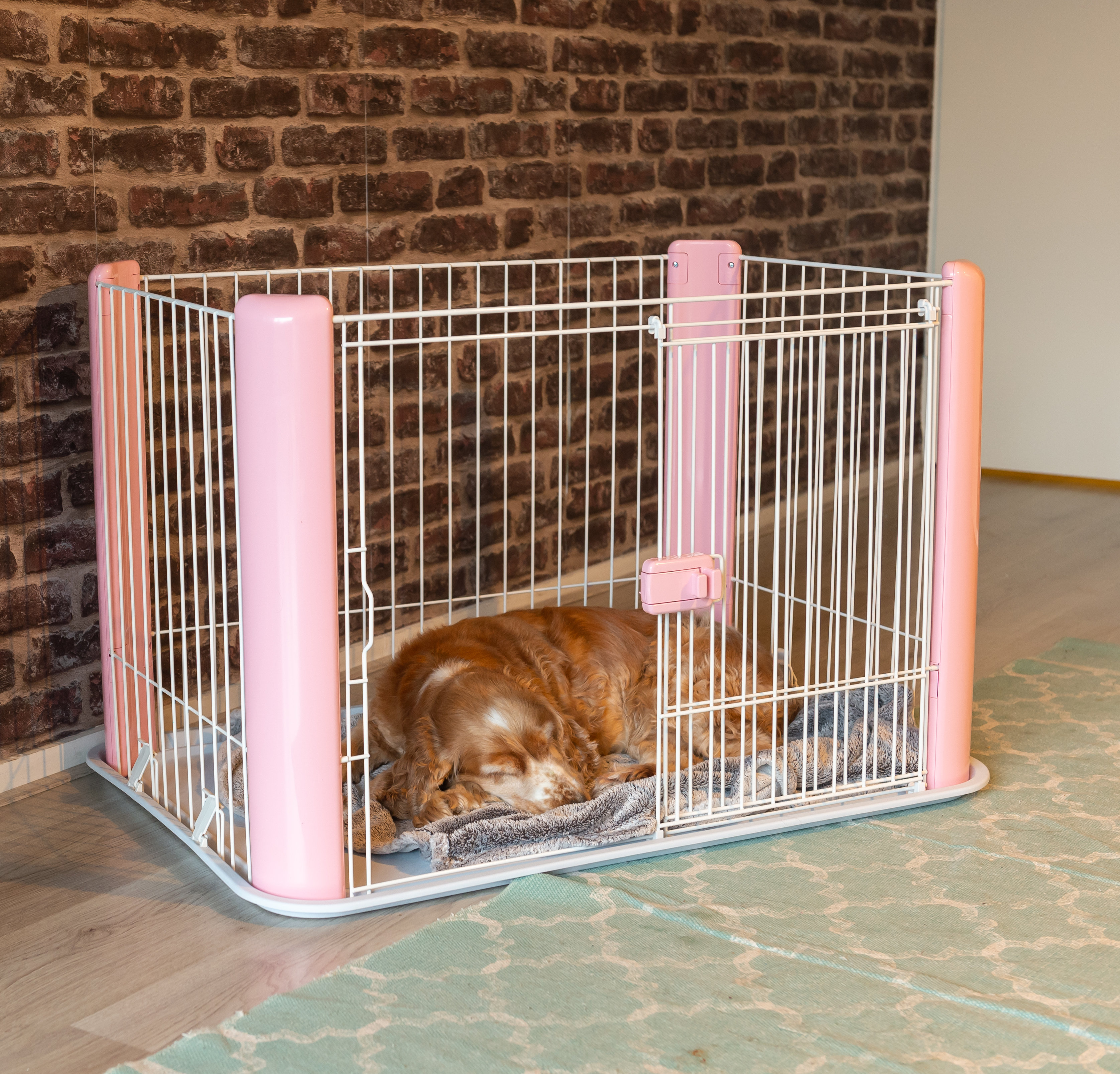 dog cage the range
