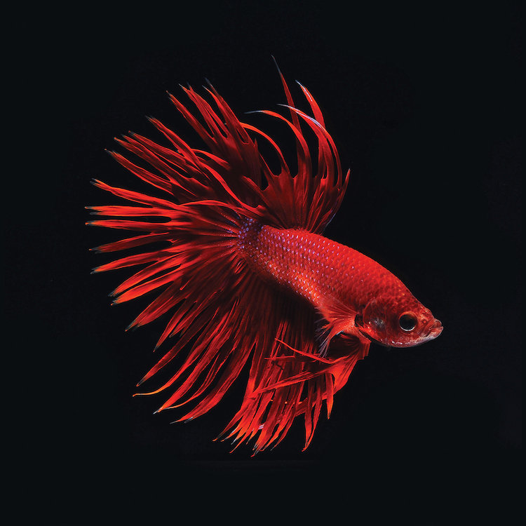 East Urban Home Red Betta Fish Graphic Art Print On Canvas Wayfair