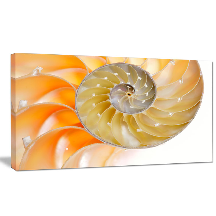 Designart Isolated Nautilus Shell Graphic Art On Wrapped Canvas Wayfair