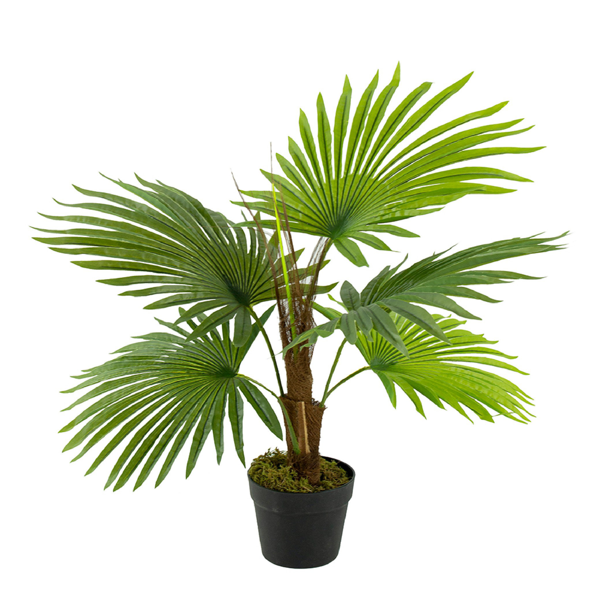 Пальма домашнее растение