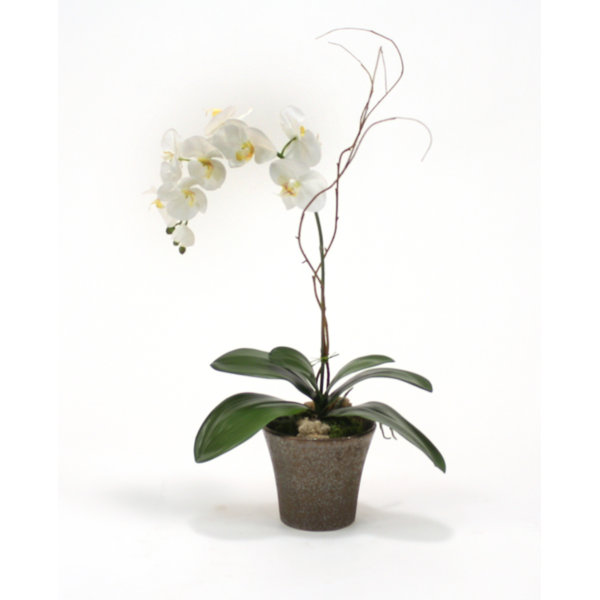 Ceramic Orchid Pots Wayfair