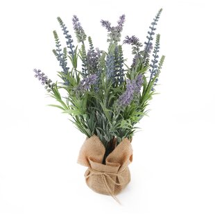 Desktop Lavender Plant In Pot By Brambly Cottage