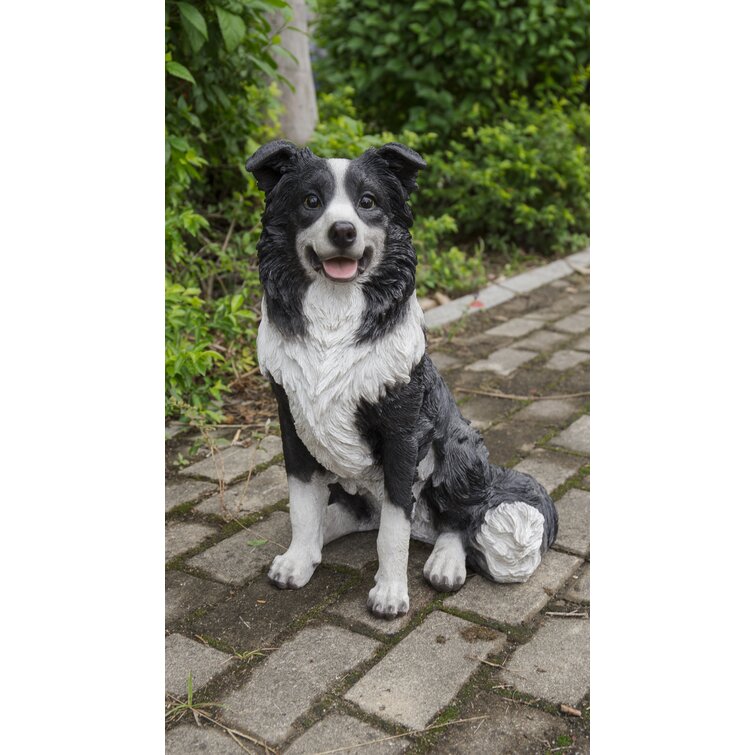 why would a border collie sit on a baby sheep