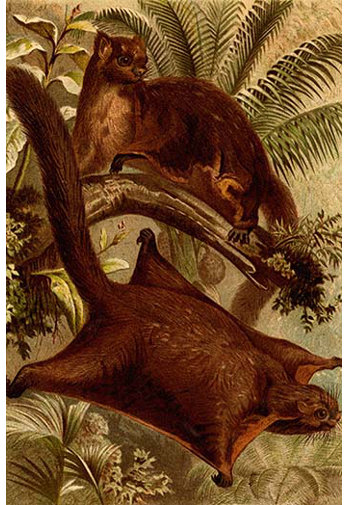 Buyenlarge 'East Indian Flying Squirrel' by F.W. Kuhnert ...