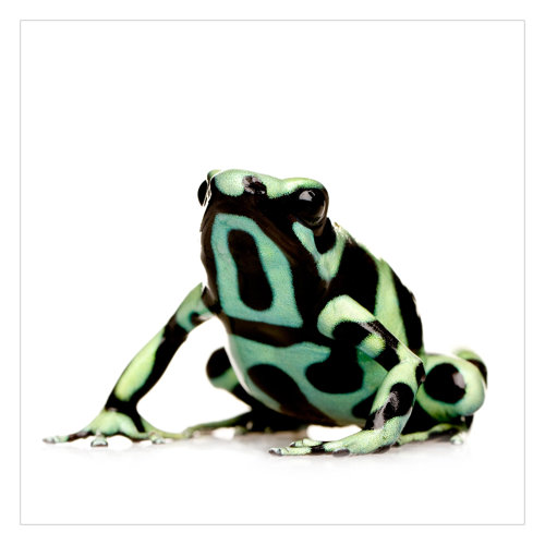 Zebra Frog 2.4m x 2.4m Textured Matte Peel & Stick Wall Mural East Urban Home