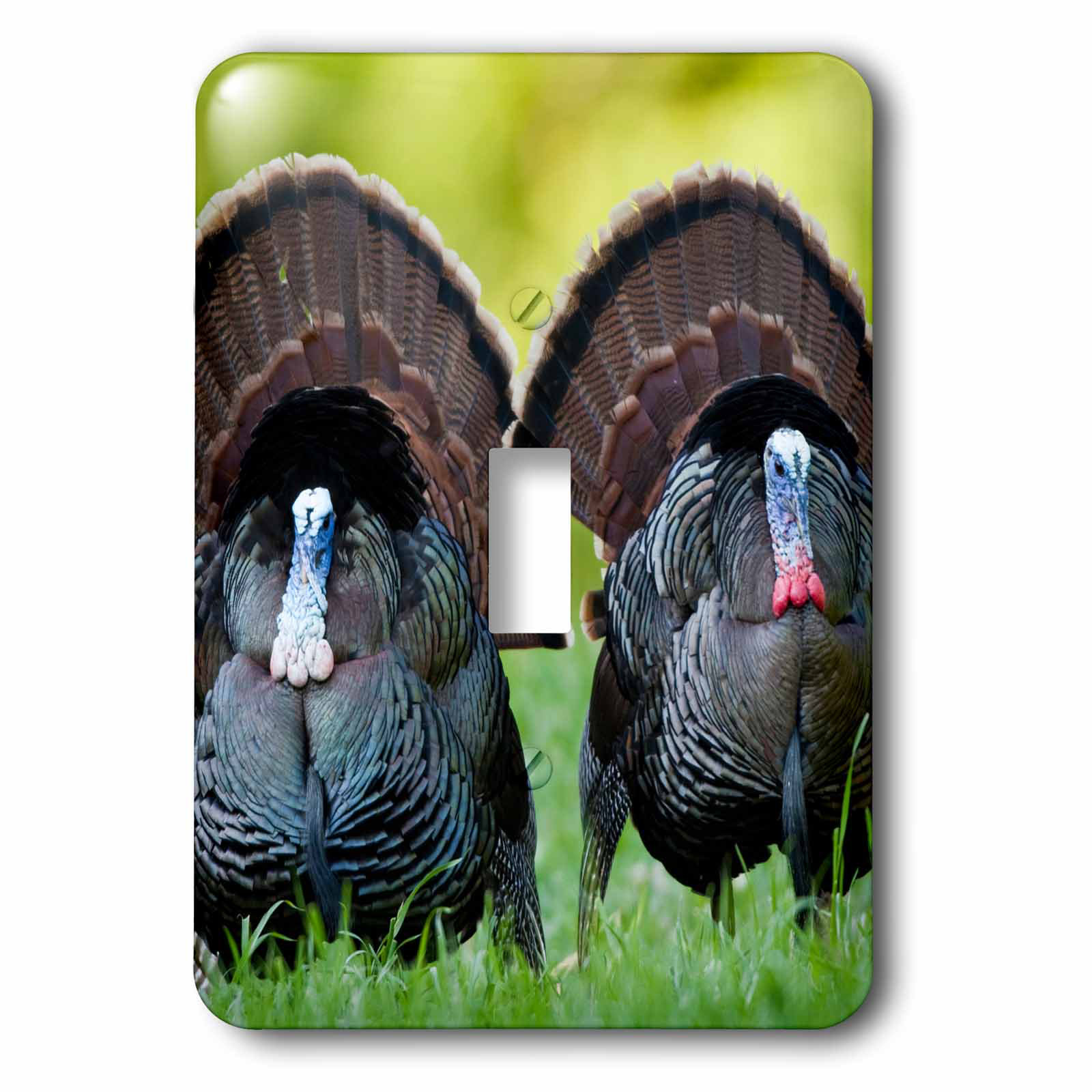 3drose Wild Turkeys Gobblers 1 Gang Toggle Light Switch Wall Plate Wayfair