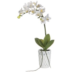 Phalaenopsis Orchid Floral Arrangement in Pot