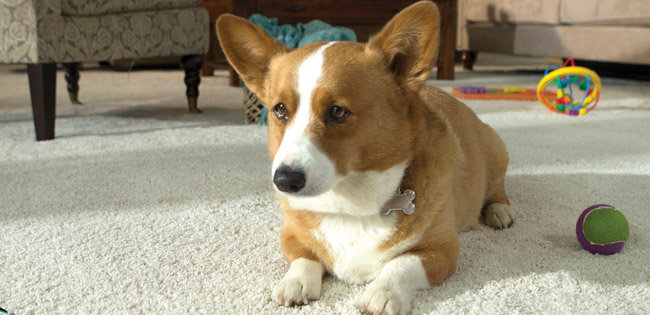 Best Pet Friendly Flooring Guide Wayfair Best Pet Friendly Flooring Guide