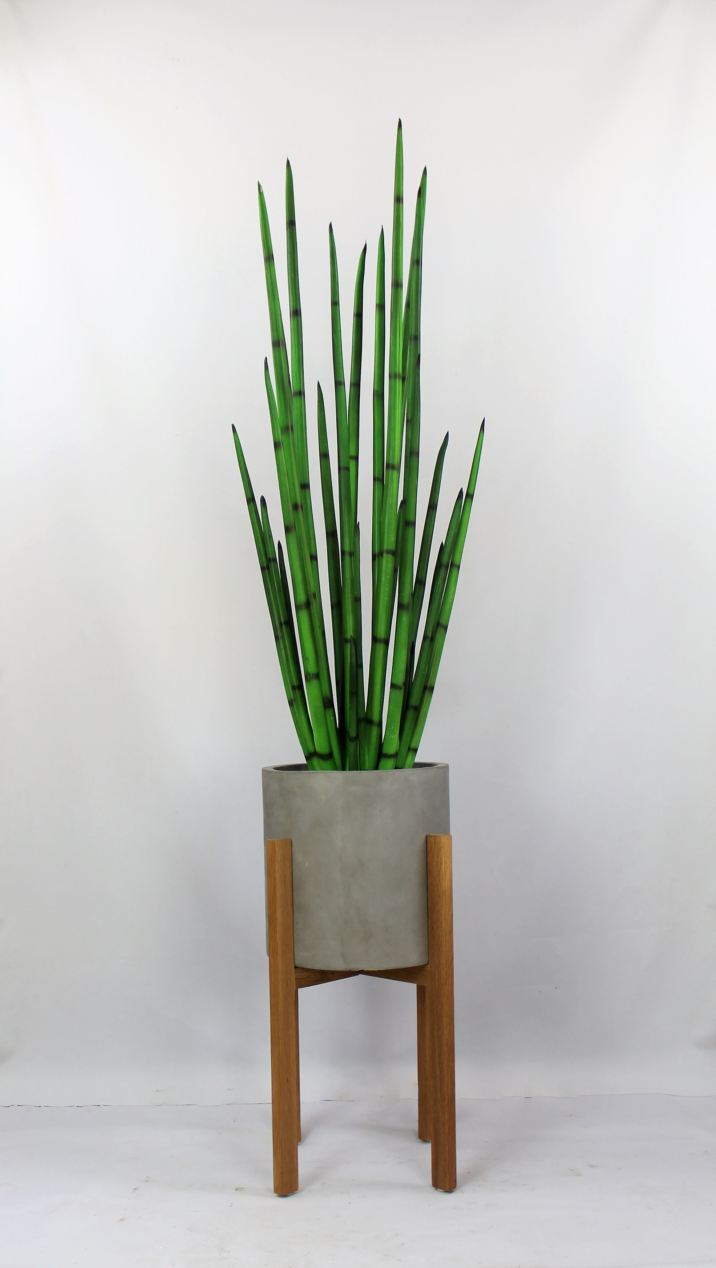 wayfair standing planter on Corrigan Studio Snake Plant In Planter Wayfair