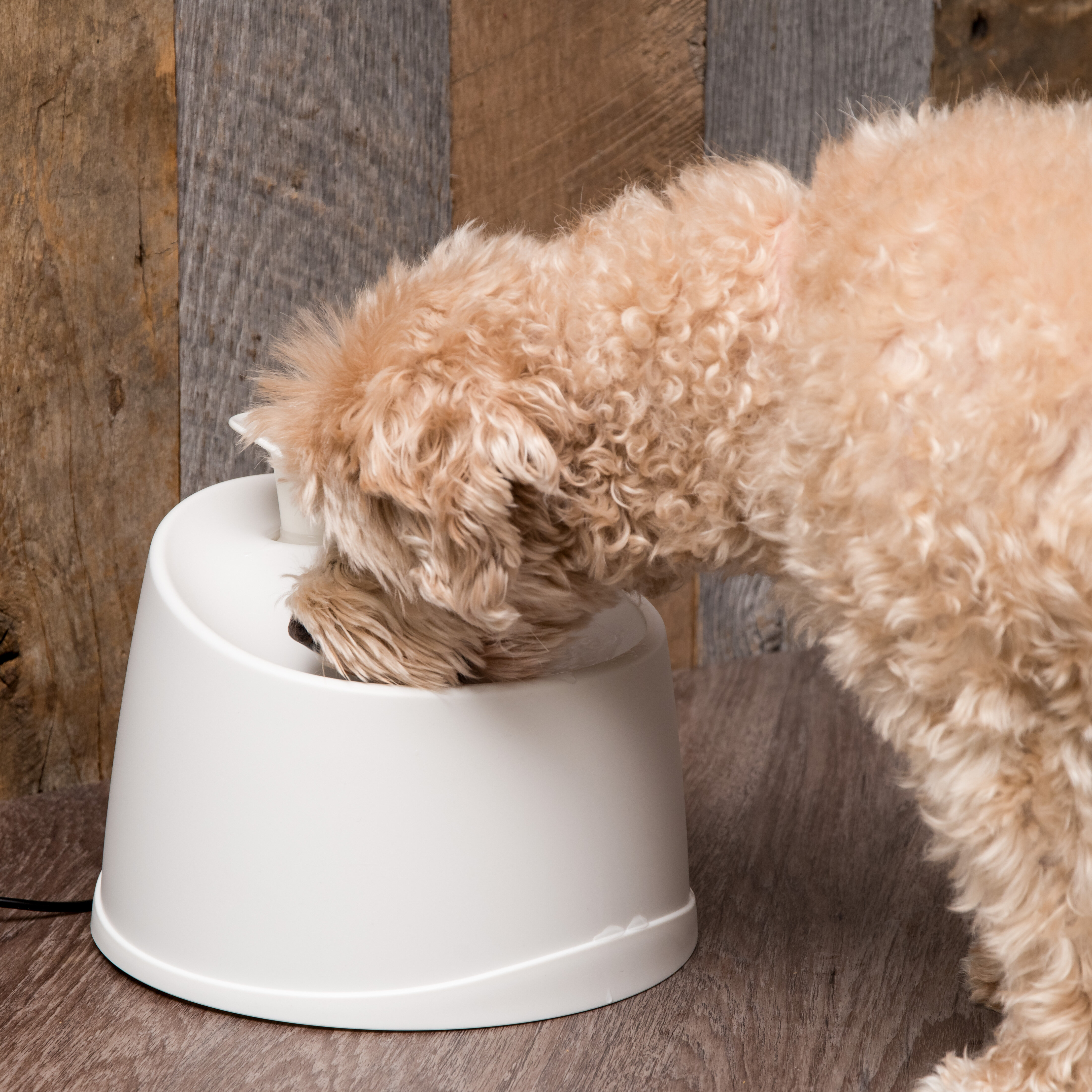 dog water dish