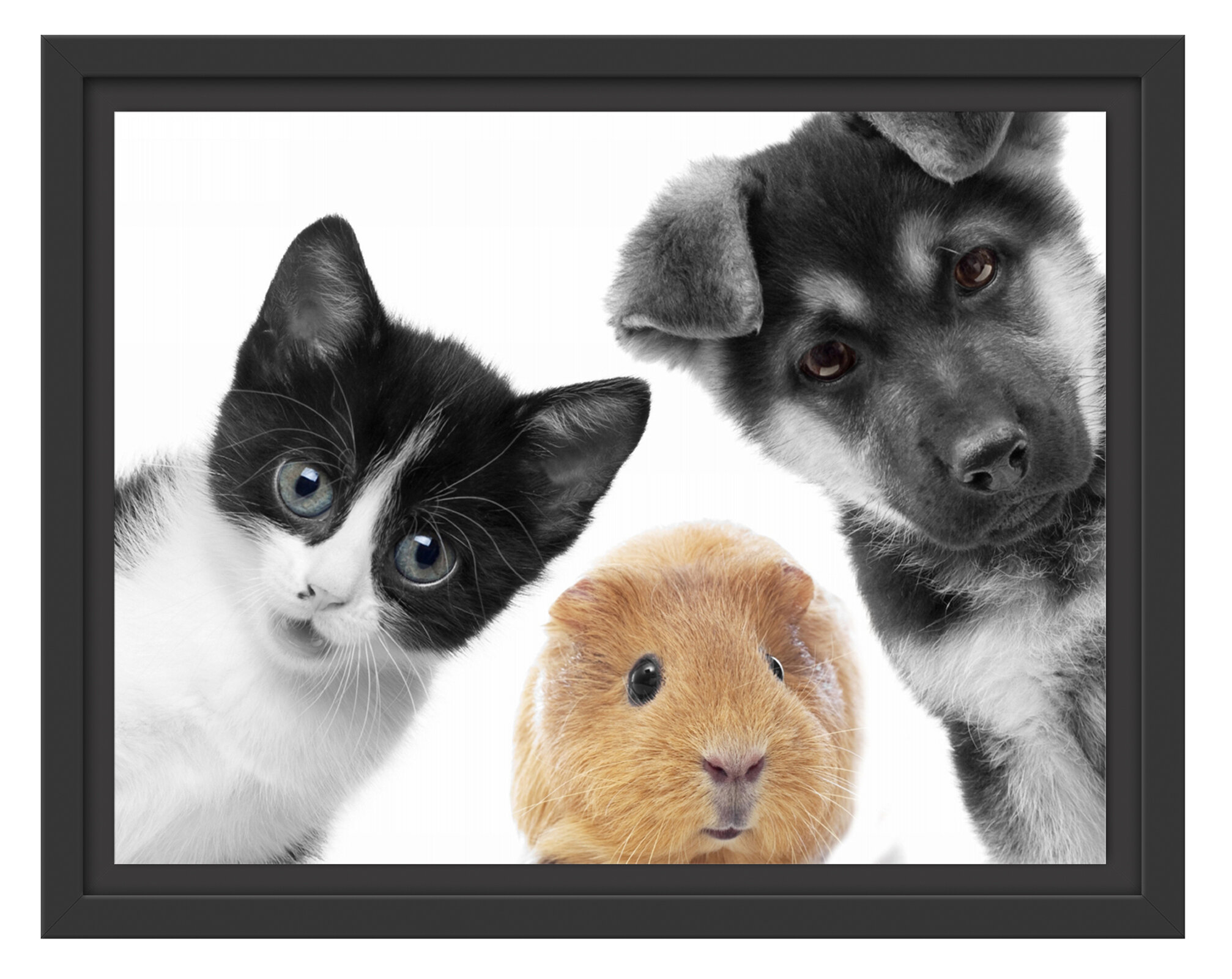 Glas-Bild Wandbilder Druck auf Glas 100x70 Deko Tiere Katze 
