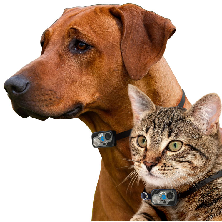 ultrasonic cat collar