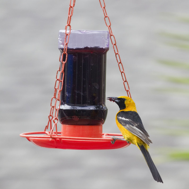 Perky Pet Oriole Jelly Hummingbird Feeder Reviews Wayfair