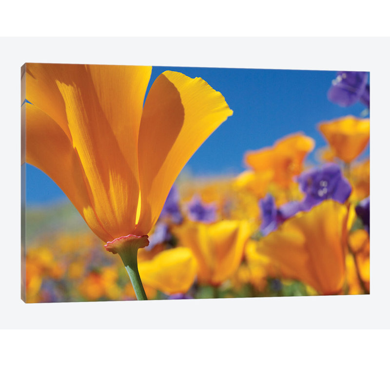 East Urban Home California Poppy Flowers Antelope Valley