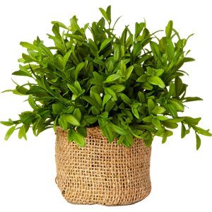 French Market Myrtle Plant in Burlap Pot (Set of 3)