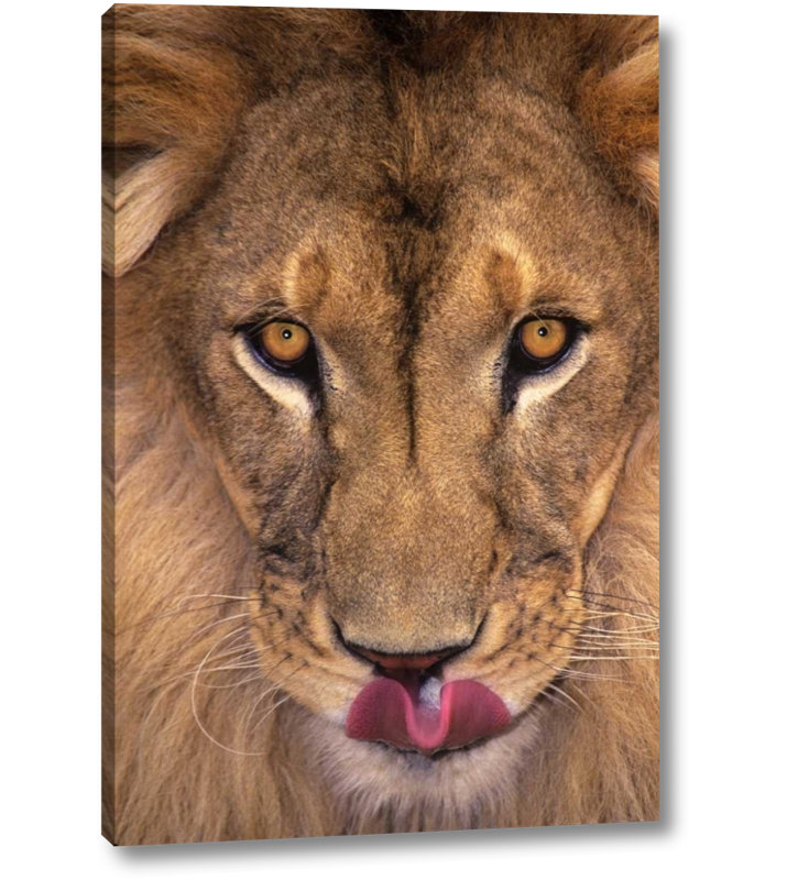 World Menagerie Ca Los Angeles Co African Lion With Tongue Out Photographic Print On Wrapped Canvas Wayfair