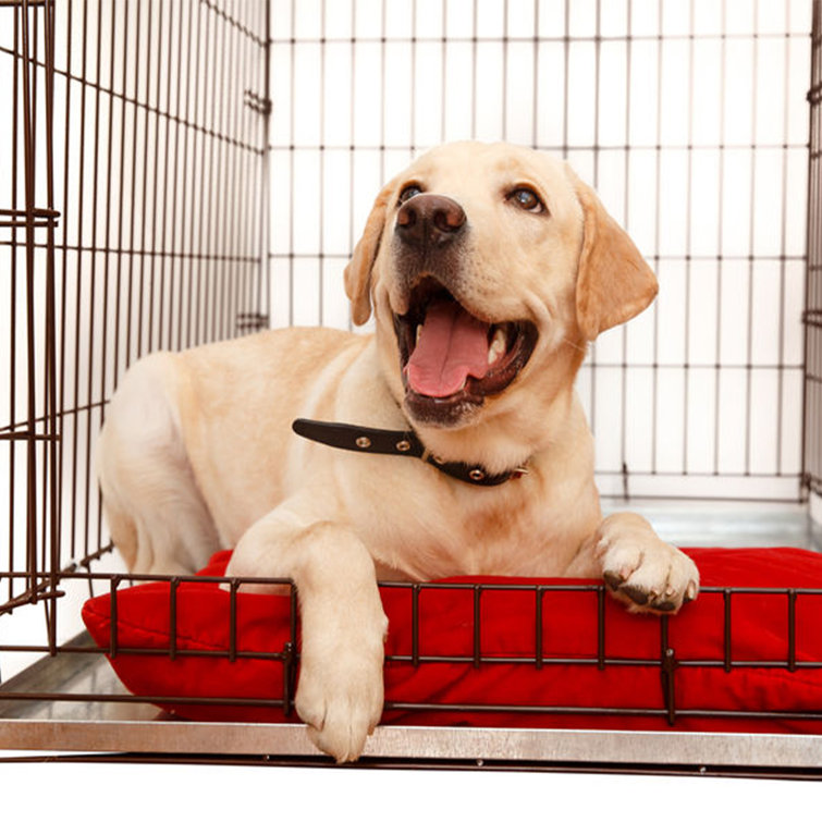 dog crate pan